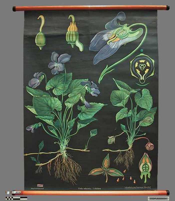 N° 103 (Paars viooltje - maarts viooltje)