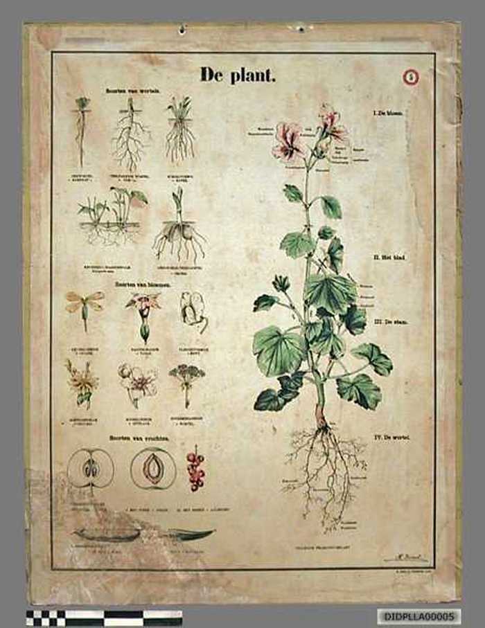 De plant. - DIDPLLA00005 De plant.