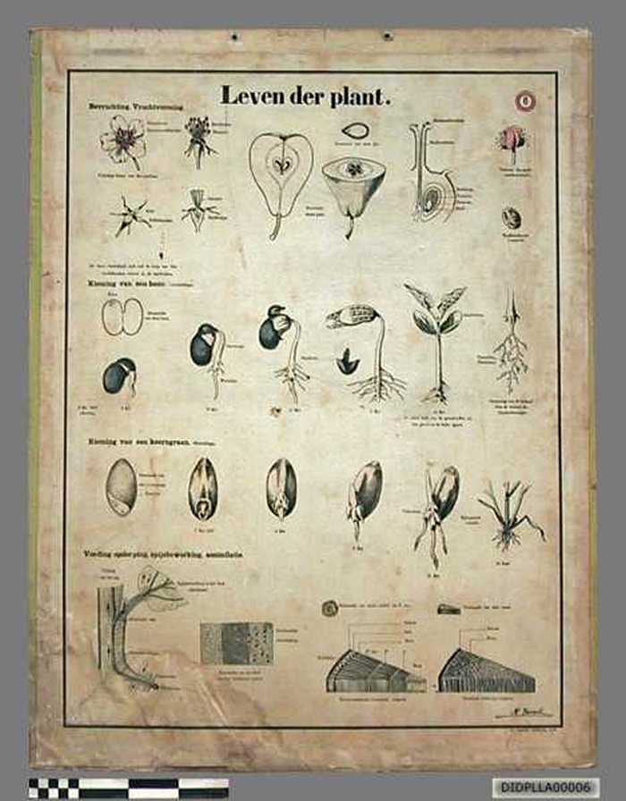 Leven der plant. - DIDPLLA00006 Leven der plant.