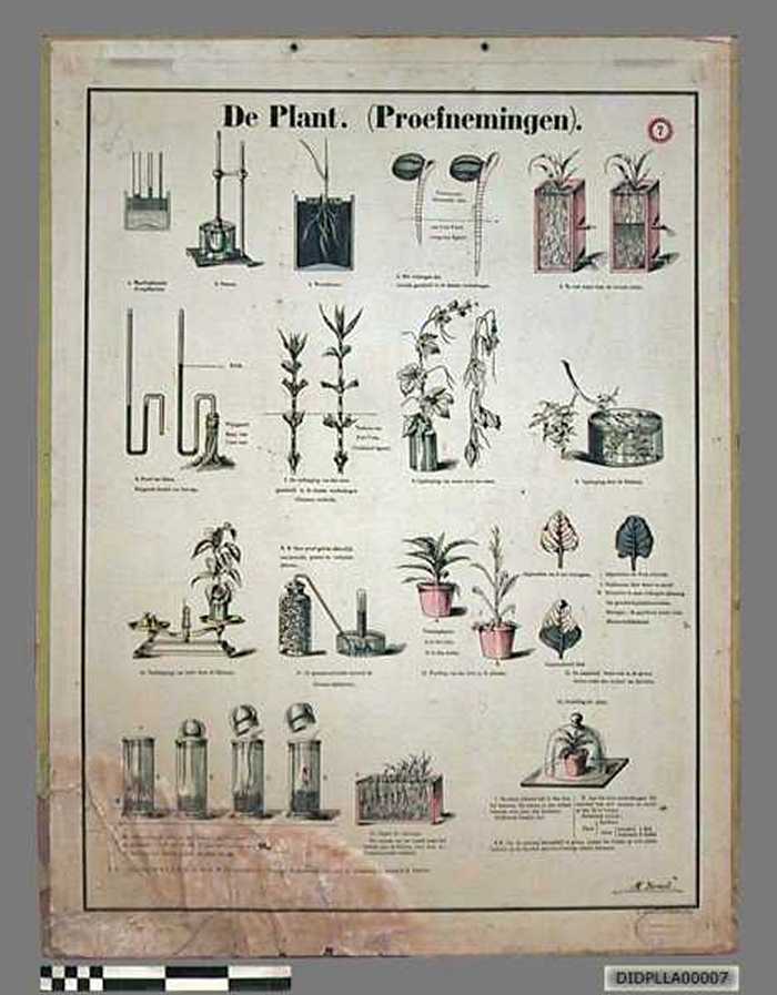 De plant. (Proefnemingen). - DIDPLLA00007 De plant. (Proefnemingen).