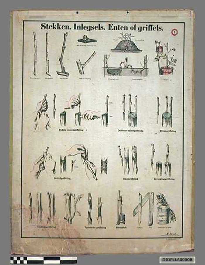 Stekken. Inlegsels. Enten of griffels. - DIDPLLA00008 Stekken. Inlegsels. Enten of griffels.