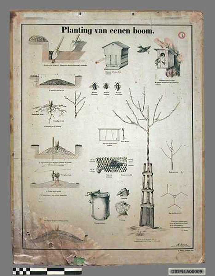 Planting van eenen boom. - DIDPLLA00009 Planting van eenen boom.