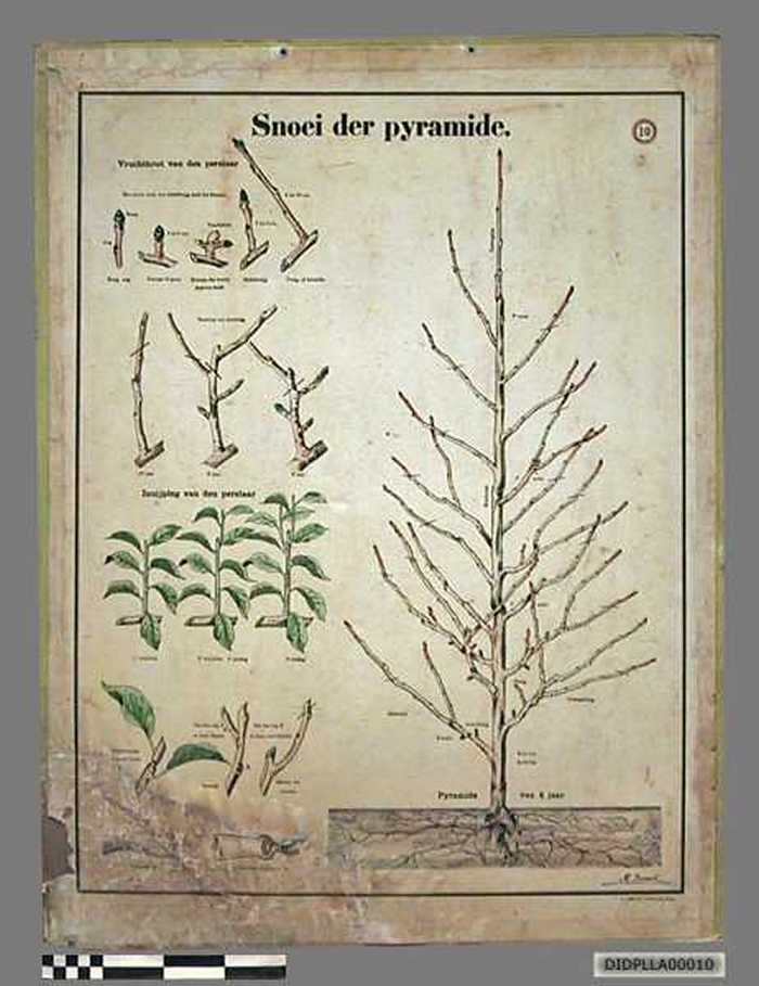 Snoei der pyramide. - DIDPLLA00010 Snoei der pyramide.