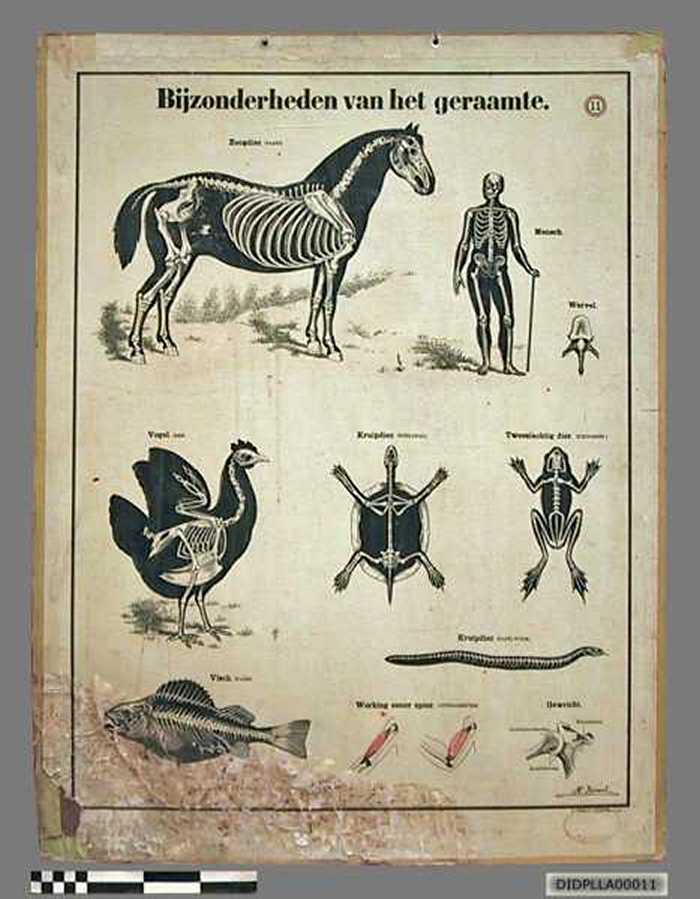 Bijzonderheden van het geraamte. - DIDPLLA00011 Bijzonderheden van het geraamte.