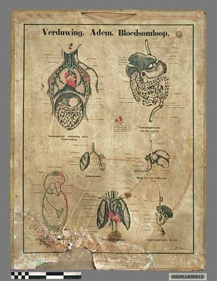 Verduwing. Adem. Bloedsomloop. - DIDPLLA00012 Verduwing. Adem. Bloedsomloop.