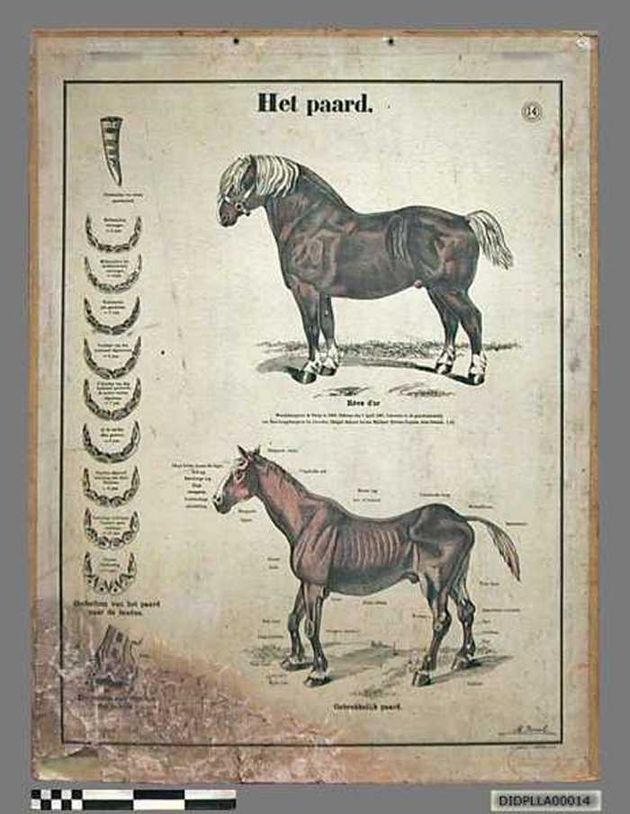 Het paard. - DIDPLLA00014 Het paard.