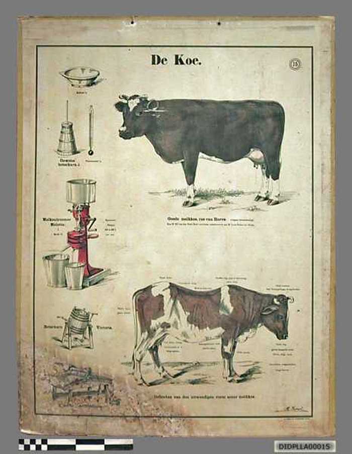De koe. - DIDPLLA00015 De koe.