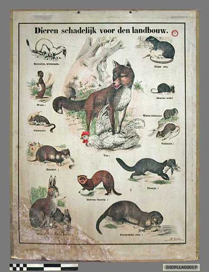 Dieren schadelijk voor den landbouw. - DIDPLLA00017 Dieren schadelijk voor den landbouw.