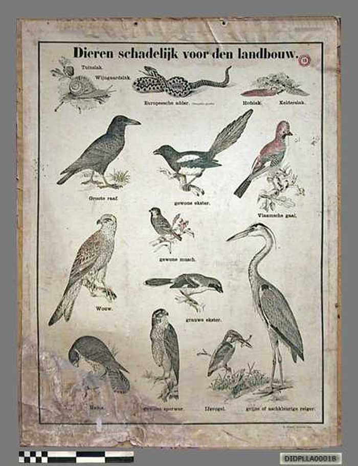 Dieren schadelijk voor den landbouw. - DIDPLLA00018 Dieren schadelijk voor den landbouw.