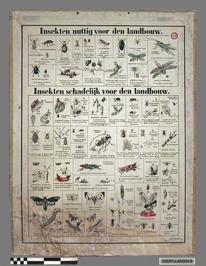Insekten nuttig voor den landbouw - Insekten schadelijk voor den landbouw. - DIDPLLA00019 Insekten nuttig voor den landbouw - Insekten schadelijk voor den landbouw.