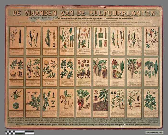 De vijanden van de kultuurplanten. - DIDPLLA00020 De vijanden van de kultuurplanten.