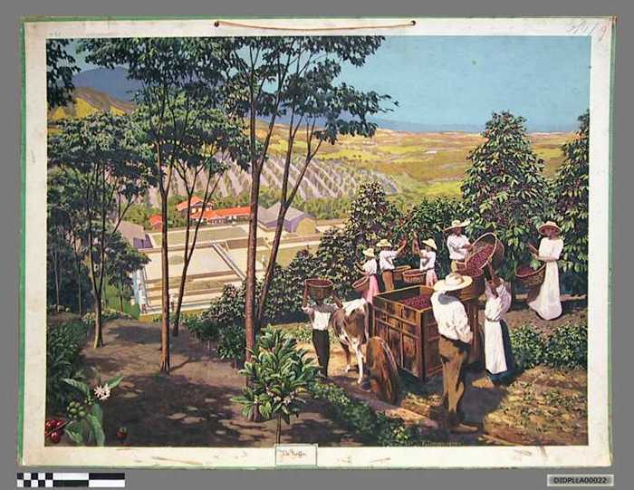 De koffie. - DIDPLLA00022 De koffie.