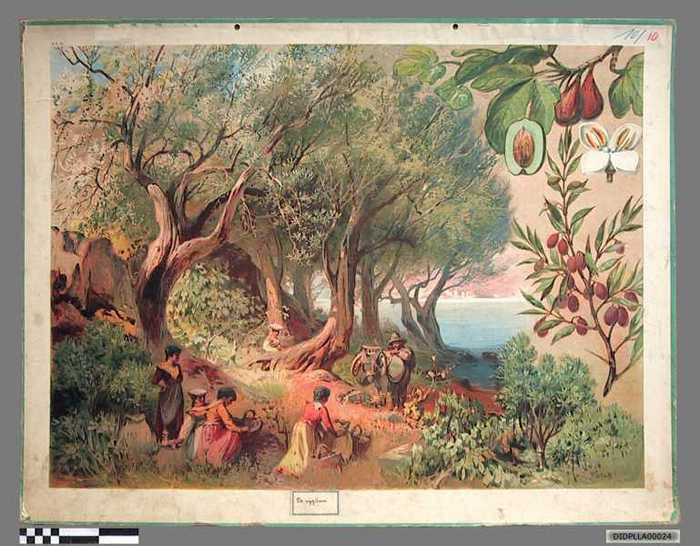 De vijgenboom. - DIDPLLA00024 De vijgenboom.