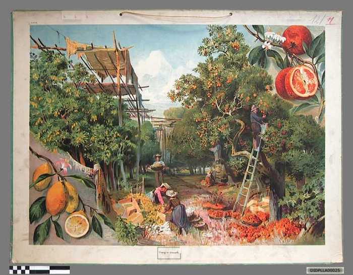 Oranje en sinaasboom. - DIDPLLA00025 Oranje en sinaasboom.