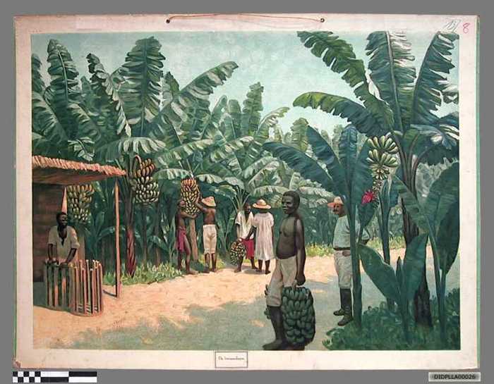 De banaanboom. - DIDPLLA00026 De banaanboom.