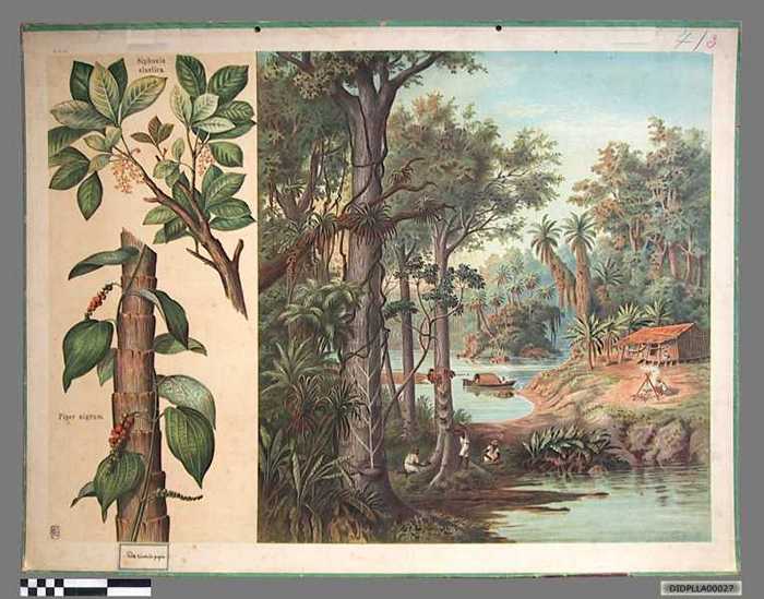 De zwarte peper. - DIDPLLA00027 De zwarte peper.