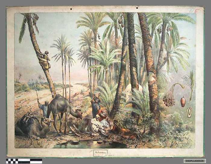 De dadelboom. - DIDPLLA00028 De dadelboom.