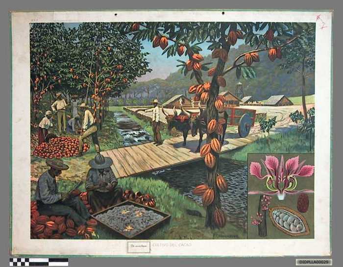 De cacaoboom (Cultivo del Cacao) - DIDPLLA00029 De cacaoboom (Cultivo del Cacao)