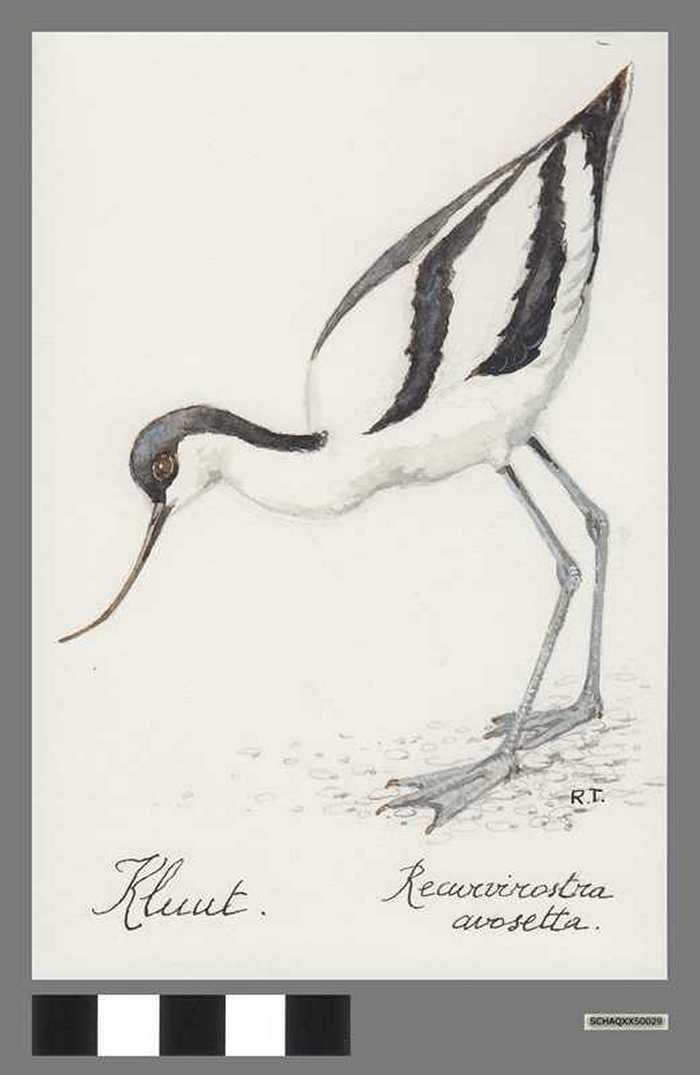 Kluut - Recurvirostra avosetta