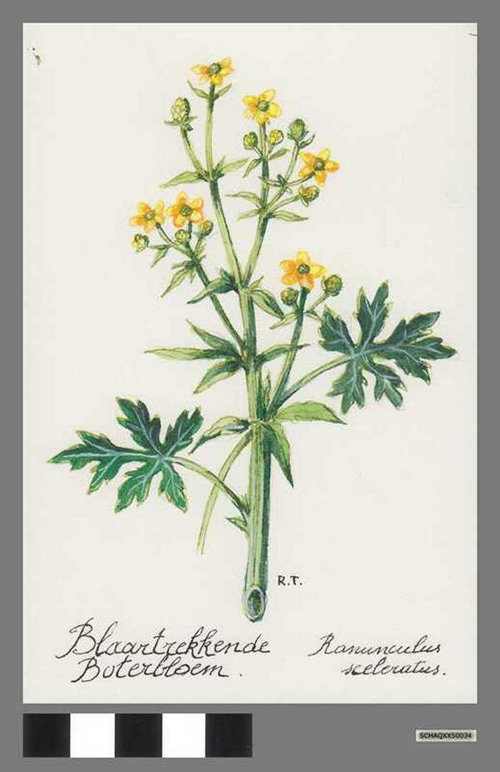 Blaartrekkende boterbloem - Ranunculus sceleratus