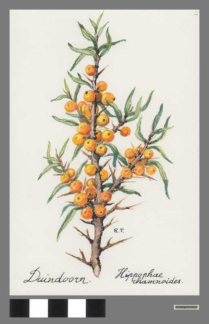 Duindoorn - Hippophae rhamnoides