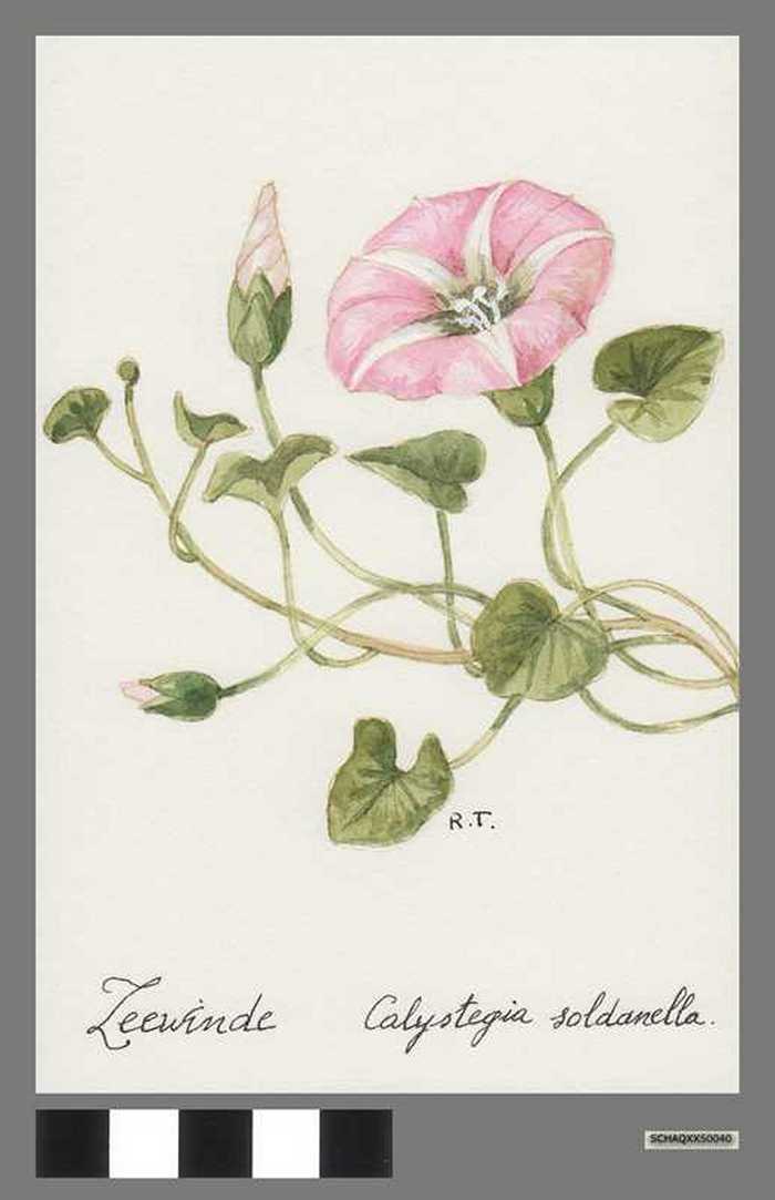 Zeewinde - Calystegia soldanella